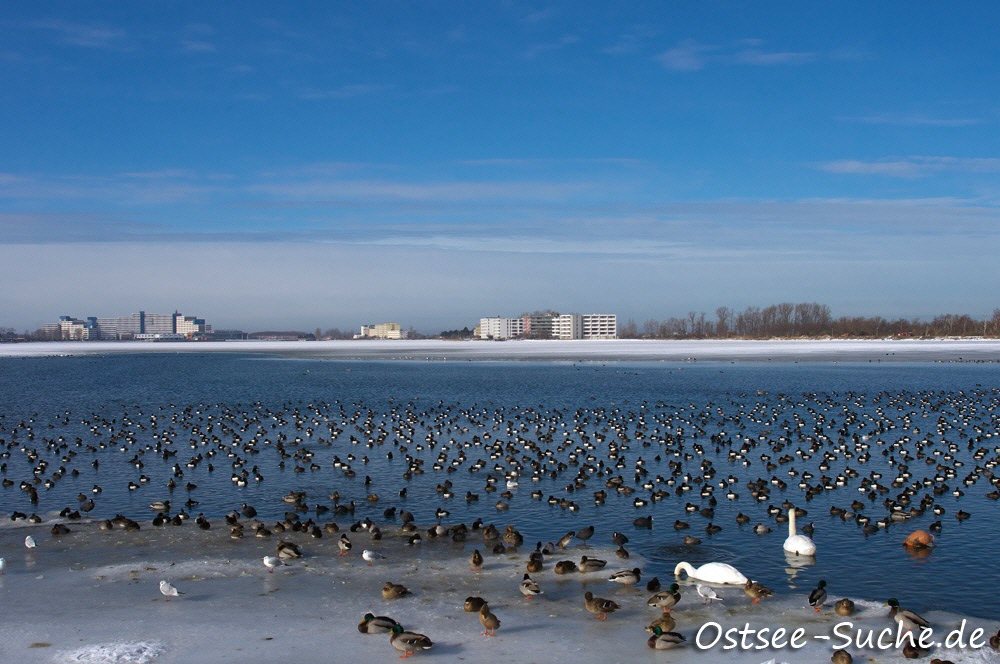 Winter am Binnensee, viele Vögel auf einer kleinen eisfreien Fläche